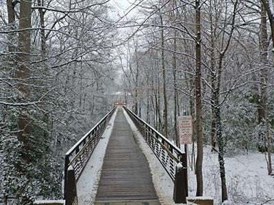 校园里的桥和树都被雪覆盖了